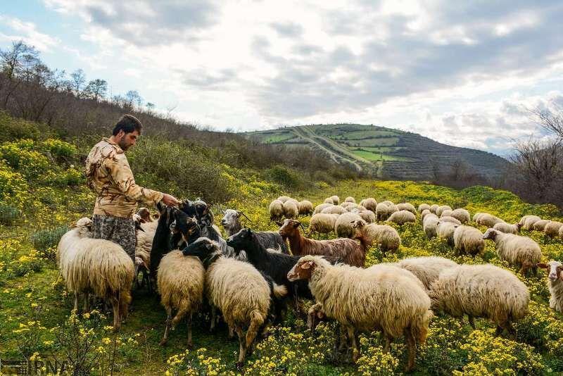 خبرنگاران چرای دام در مراتع شیروان 2 برابر ظرفیت است خبرنگاران چرای دام در مراتع شیروان 2 برابر ظرفیت است