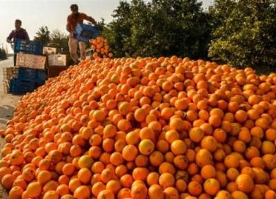 30 میلیون کیلو پرتقال با تدبیر گندید!