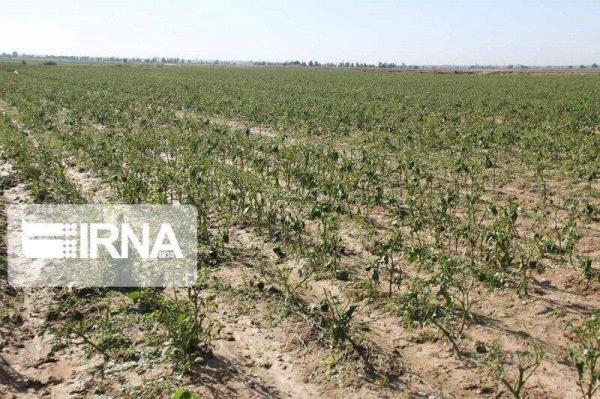 خبرنگاران خشکسالی و سرما فراوری محصولات پاییزه گلستان را 630 هزار تن کاهش داد