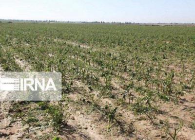 خبرنگاران خشکسالی و سرما فراوری محصولات پاییزه گلستان را 630 هزار تن کاهش داد
