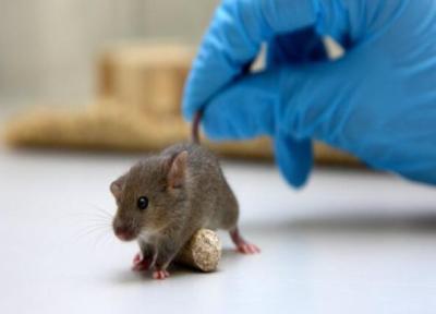 سویه های تازه کووید، 19 موش ها را آلوده می نماید