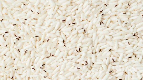 سه سوته از شر شپشک برنج راحت شوید!