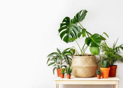 اینفوگرافیک ، برترین گیاهان آپارتمانی برای تصفیه هوای خانه ، این گیاهان شرایط نگهداری آسانی دارند